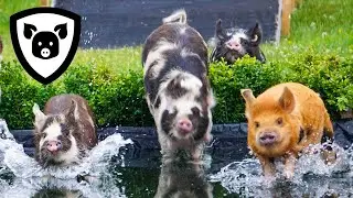 Безумие водных гонок!!!