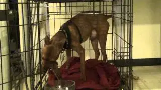 Dog Eats Liver & Onions