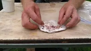 What to do next with your germinated cyclamen seed