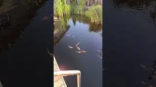 check out this natural swimming koi pond #koipond #naturalpools #naturalpond #koi