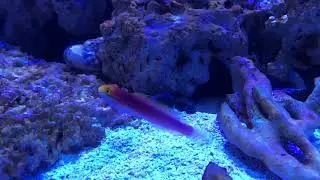Bella goby