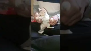 saxophone master cat ||playing saxophone 🤣