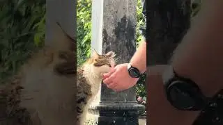 Emotional Cat Rescue; Viral Cat 🐈 Moment: Thirst 💧 Turns to Gratitude 🙏 🥹  #love #shorts #viral #cat