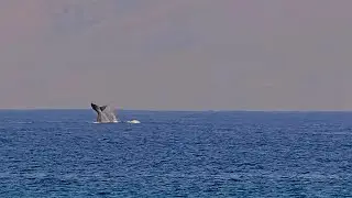 Jan 8, 2026: Caught on Camera: Humpback Whale Tale Slapping in Maui, Hawaii