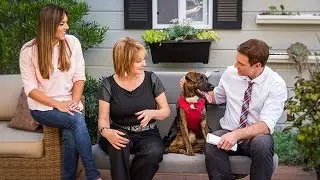 Home & Family - Car Safety Tips for Pets