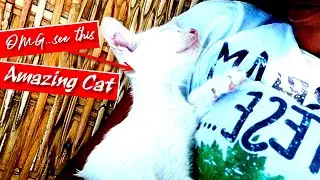 CATS will make you LAUGH your head off 🙀 sleepy cat 🐈 happy birthday Sharlene 🎂