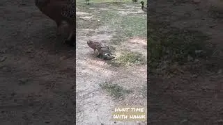 #california #longbeach #eldorado #park #beautiful #hawk #death #deadly #food #claw #kill #killer