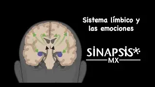 Sistema límbico