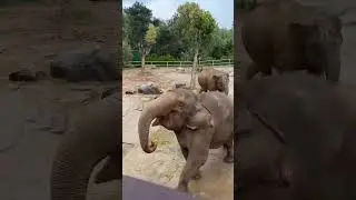 This elephant was abandoned by the herd#Pitiful #animals #Friendship #us