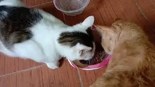 Abang dan adikgemuk