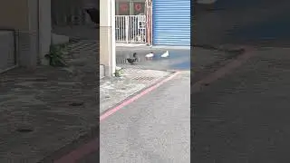 遇見快樂的鴨鴨Meet the Happy Duck#shorts #duck