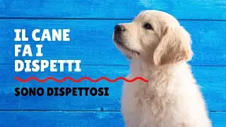 Il cane fa i dispetti