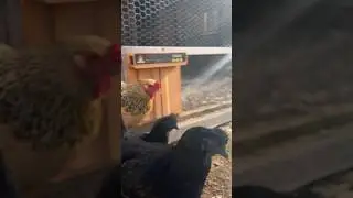 Inflated Bird Flu Statistics