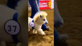 Want a Mini Pony for a Hose Pet? Place your Bids #livestock #fyp  #mini #pony #show #auction #horse