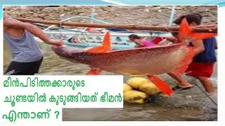 MOON FISH | OPAH FISH | LAMPRIS FISH | A GAINT FISH | A GOOD HUNTER IN THE SEA | A RARE FISH