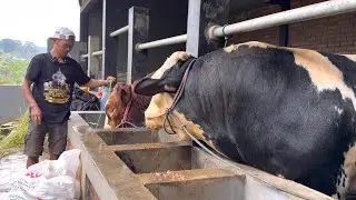 SAPI BELGIAN SUPER , ADG SAMPAI 3kg/hr 🔥