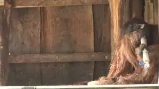 Orang-Utan Walter feiert im Zoo Dortmund seinen 26. Geburtstag