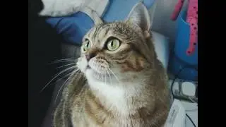 Juji Taken with FUJIFILM FinePix S2980 #cat #cats #catsrequest #kitten #kitty #kittens #pet #pets
