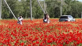 Poppy fields.Beyond Almaty.Маковые поля и горы. 9 мая 2024 #spring #mountainslover #kazakhstantravel