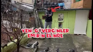YENİ GÜVERCİNLER ALDIM ( EMİRİN ELİNDE )