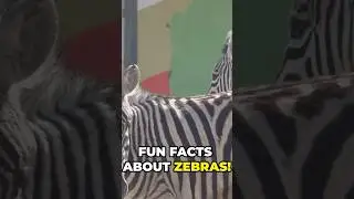 Facts about Zebras | #funfacts #factsoftheday #explore #exploremore #didyouknow #animalbehavior