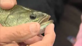 How to Identify Bass