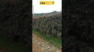 Village Life in Colombia 🇨🇴