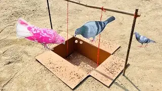 Hole Birds Trap | How To Make Pigeons Trap Using Cardboard In Mudh Hole | ​⁠@ABTraps