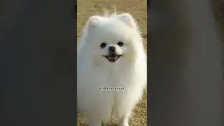 Top 10 Small dog breeds