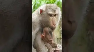 Poor baby monkey Leo crying loudly he's really need milk getting #monkey #shorts