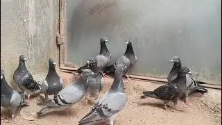 Top Quality racing Pigeon Youngsters  9130113053