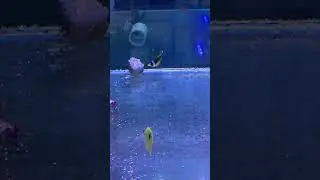 먹기 힘들구만 다음번엔 좀 작은걸로 주삼. 아프리칸 티어드랍 나비 피딩. Yellow teardrop butterflyfish #aquarium #marinefish