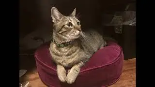 Cats Hiding from Fireworks on New Year's Eve