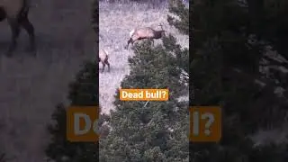 One Shot Kill? Elk Hunting October