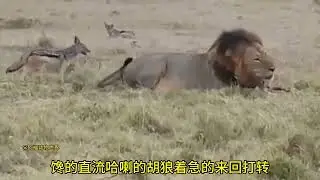 没能蹭到饭的胡狼，猛咬狮子院长的尾巴#动物世界 #神奇动物在抖音 #狮子 #奇妙的动物