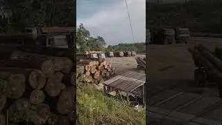Situasi pagi hari di perusahaan kayu hutan kalimantan