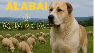 ALABAI: O Cão Gigante Que Não Tem Medo de Nada 🐺🔥 #alabai #cachorros #viral #pets