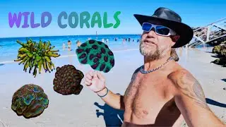 WILD CORALS + VEBAS Fish Shop #shipwreck #snorkeling 