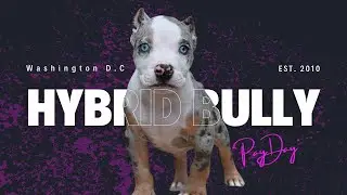Hybrid Bully Compound