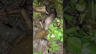 Schnegel fri&szlig;t Spanische Wegschnecke