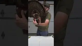 Final part DIY turkey fan mount to a walnut creek hardwood plaque. Mounting the spurs!