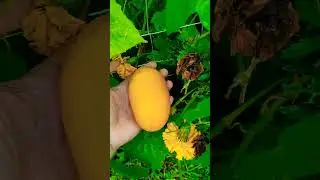 salt n pepper cuke #florida #garden #zone10 #plants #veggies #growyourownfood #harvest