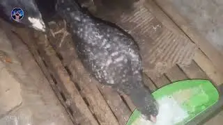 Menengok Indukan Yg Lagi Bertelur Di Malam Hari, Dan Anaknya Dari Pacekan Yg Sama