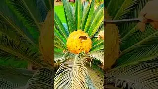 sago Palm seeds shorts #kangi Palm seeds short #youtubeshorts #gardening