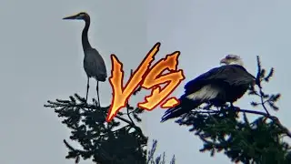 not good: egg-hungry eagles are attacking