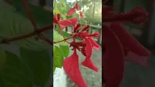 Guess the plant name? It is used treatment of White leprosy, eye troubles, skin infections etc