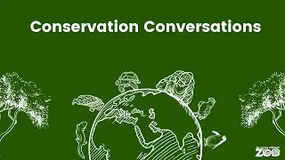 Conservation Conversation: Sumatran Orangutans