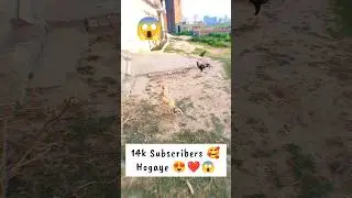 Alhamdullilah ❤️ 14k Subscribers 🥰Hogaye 😍❤️😱 | Mini vlog #210 #shorts #aseel #pets #rabbit #cats