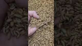 Личинки львинки готовы к отправке!