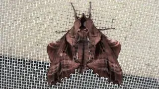 Blind-eyed Sphinx Moth (Sphingidae: Paonias excaecata) on Screen